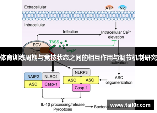 体育训练周期与竞技状态之间的相互作用与调节机制研究